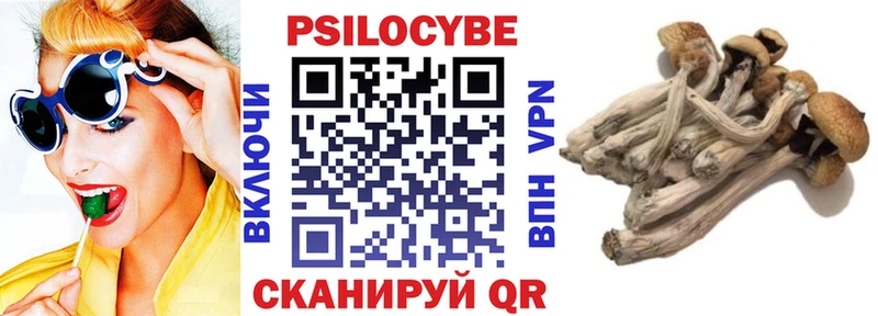 где можно купить Северская Галлюциногенные грибы Psilocybine cubensis